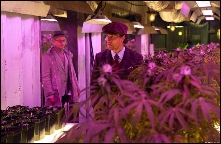 Two characters inside a cannabis greenhouse